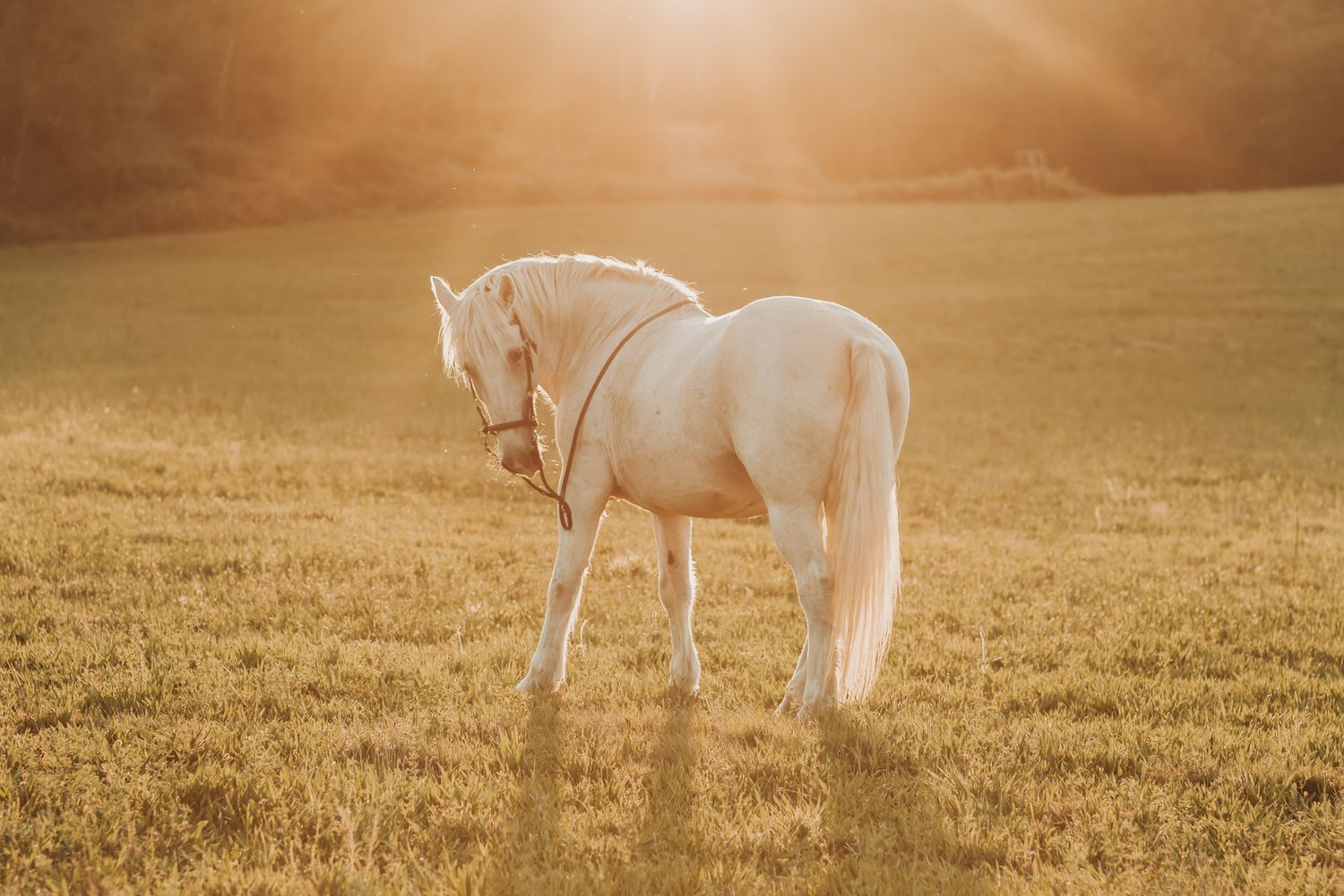 White horse standing gracefully in a golden sunlit field with warm backlit glow behind it.