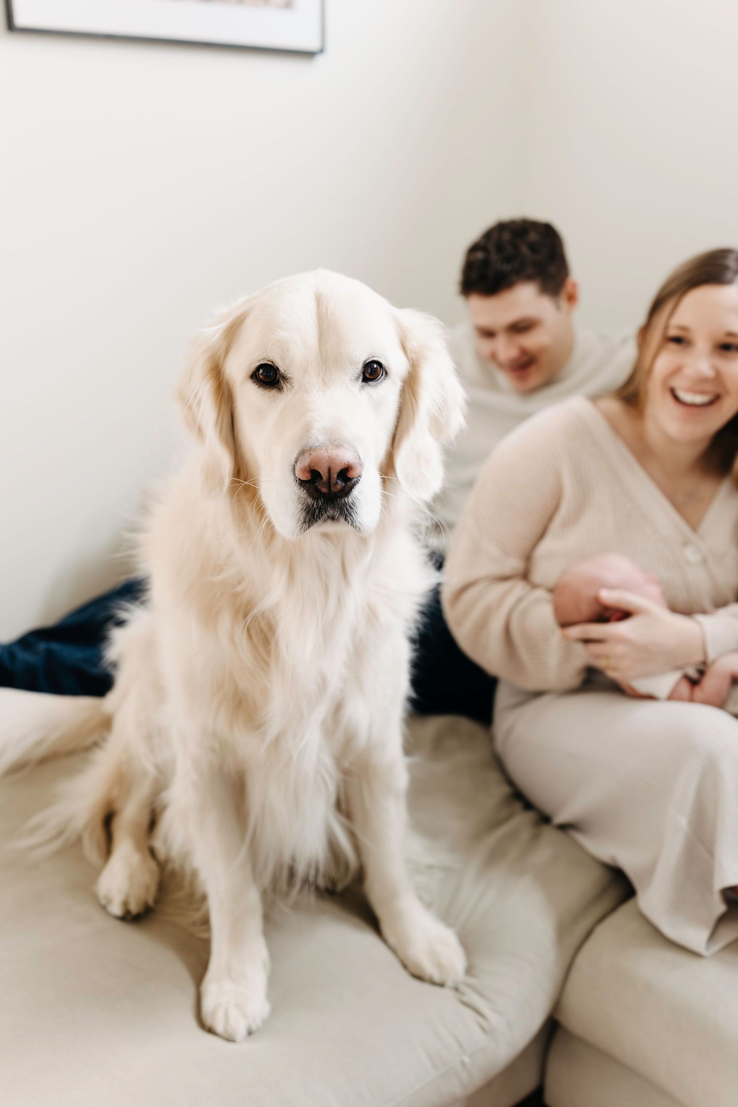 A cream golden retriever sits on a light colored couch while new parents relax in casual clothing in the background.