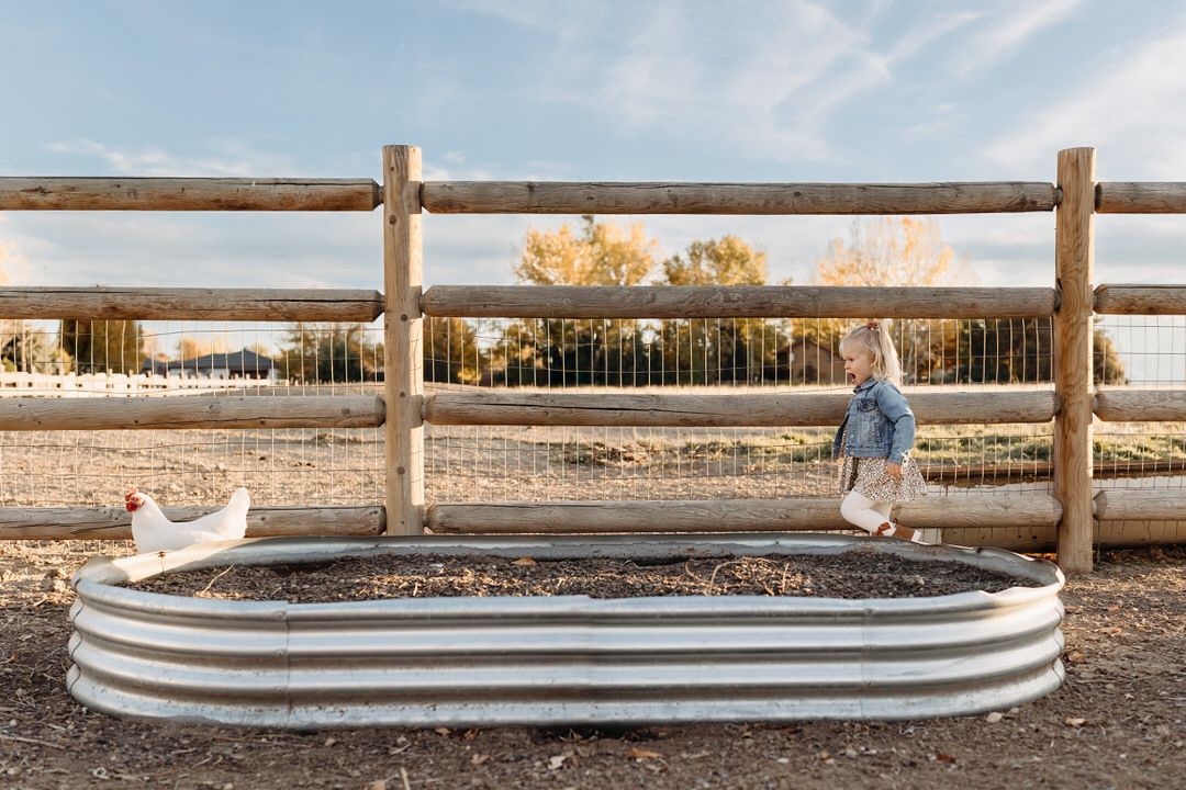 A raised garden bed with toddler chasing a chicken