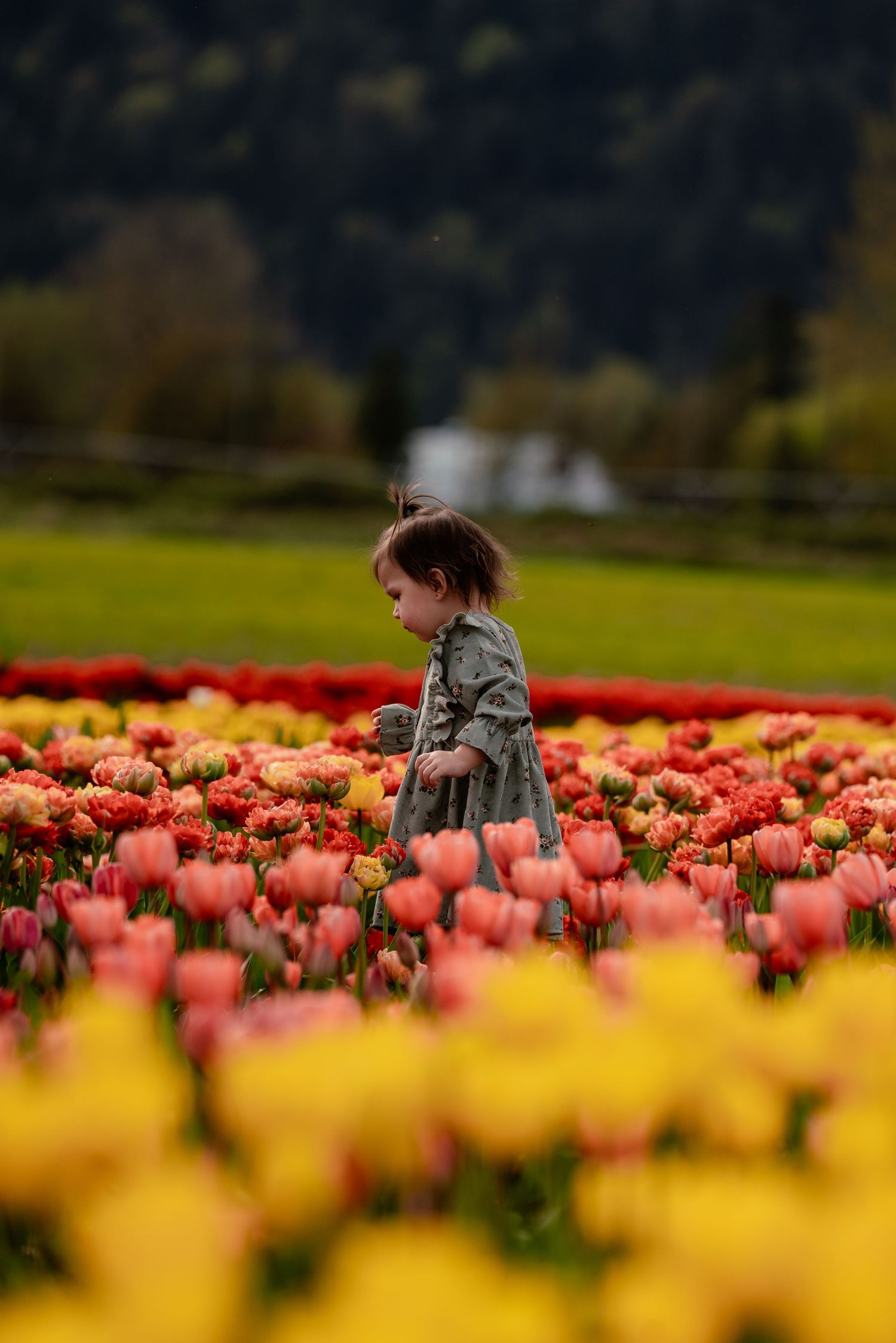 Colorful tulip field with pink and yellow blooms stretching into the distance.