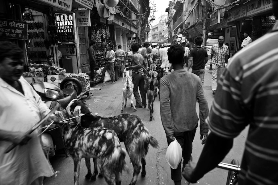 Black and white street scene of goats being led through a busy crowded market street in India.