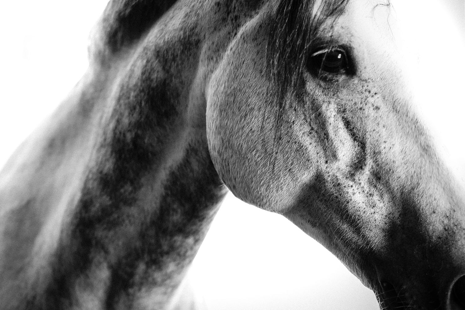 Close-up black and white portrait of a dappled grey horse showing detailed facial features and expressive eye.