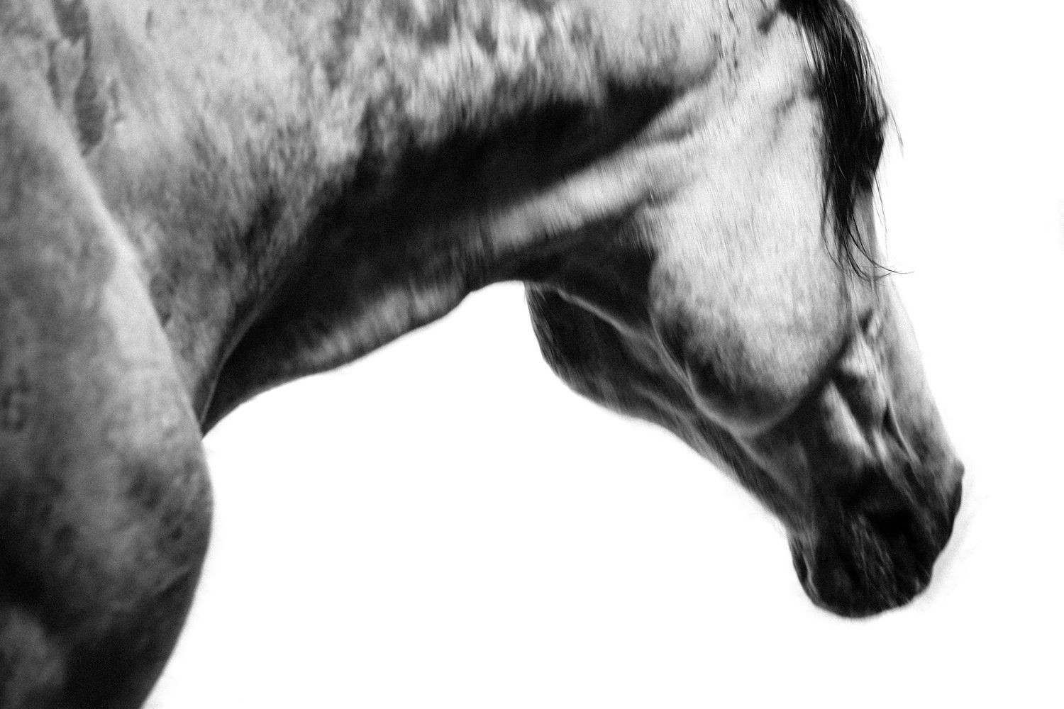 Elegant black and white portrait of a dapple grey horse against a clean white background.