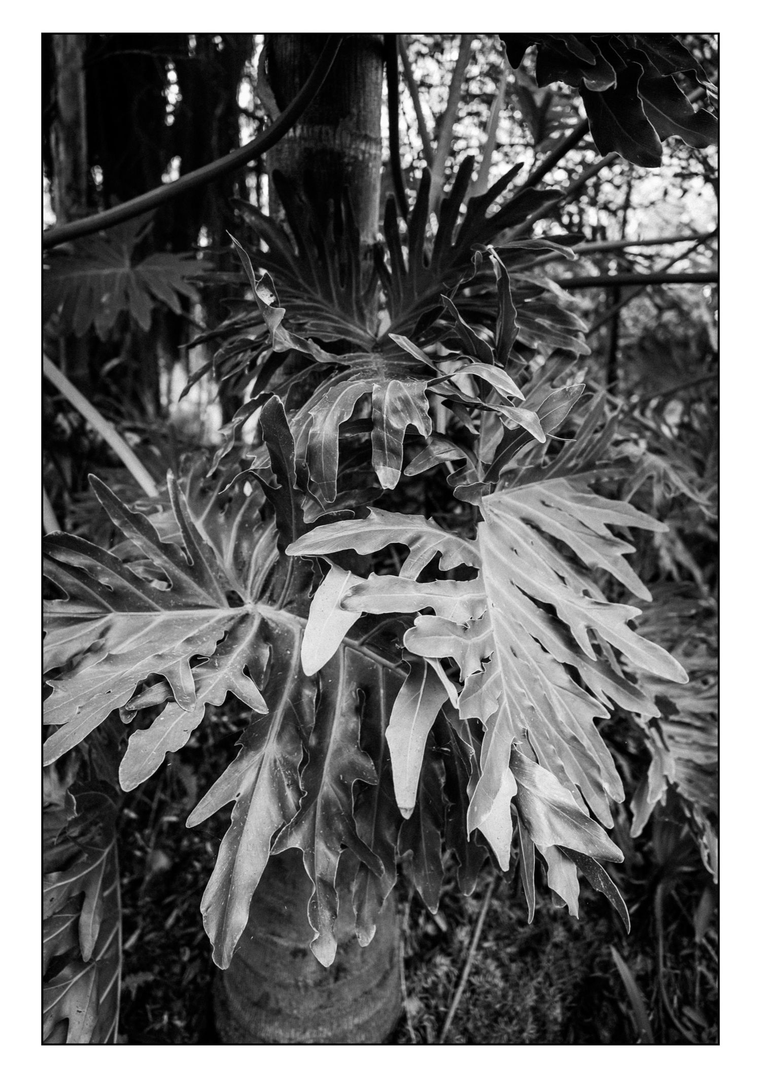 Black and white close-up of tropical staghorn fern growing on a palm tree trunk.