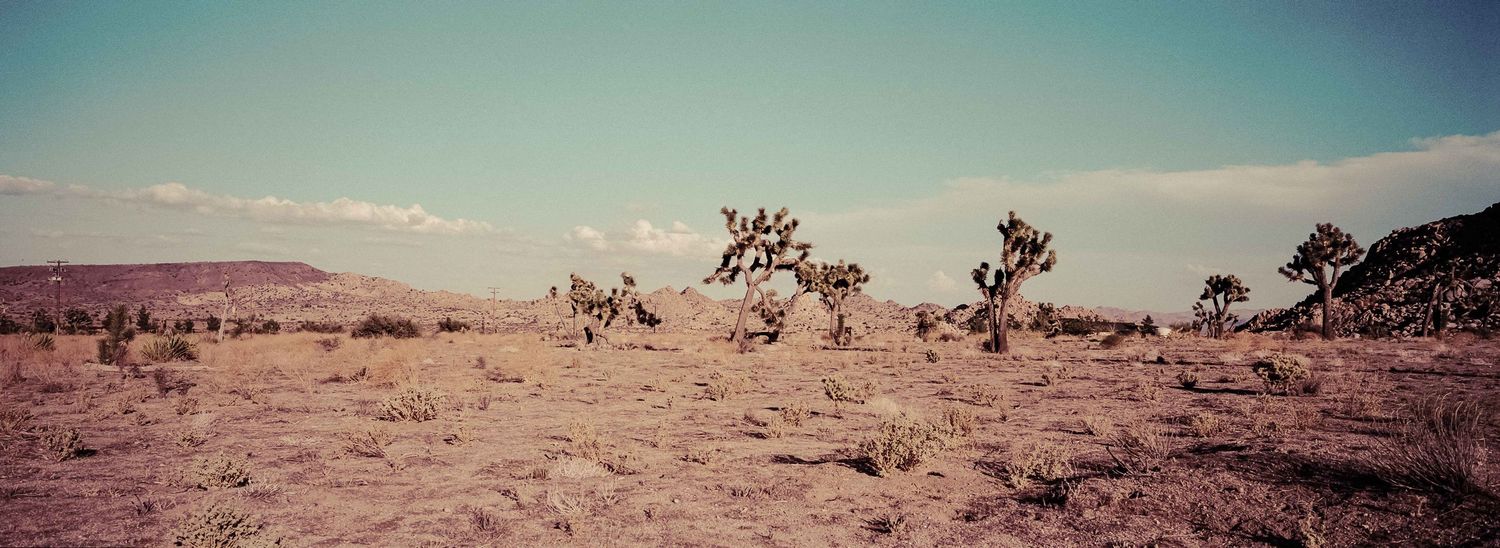 Panoramic view of arid desert landscape with Joshua trees and rocky terrain under a pale blue sky.