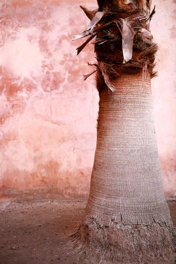 Close-up of a palm tree trunk against a weathered pink terracotta stucco wall in warm earthy tones.