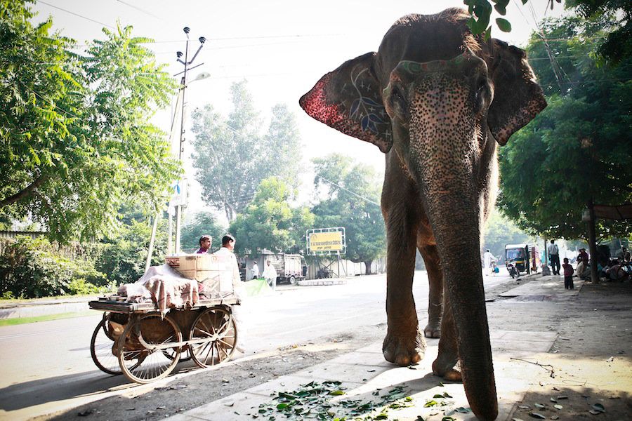 A large elephant stands on a busy Indian street beside a cycle rickshaw carrying passengers under morning sunlight.