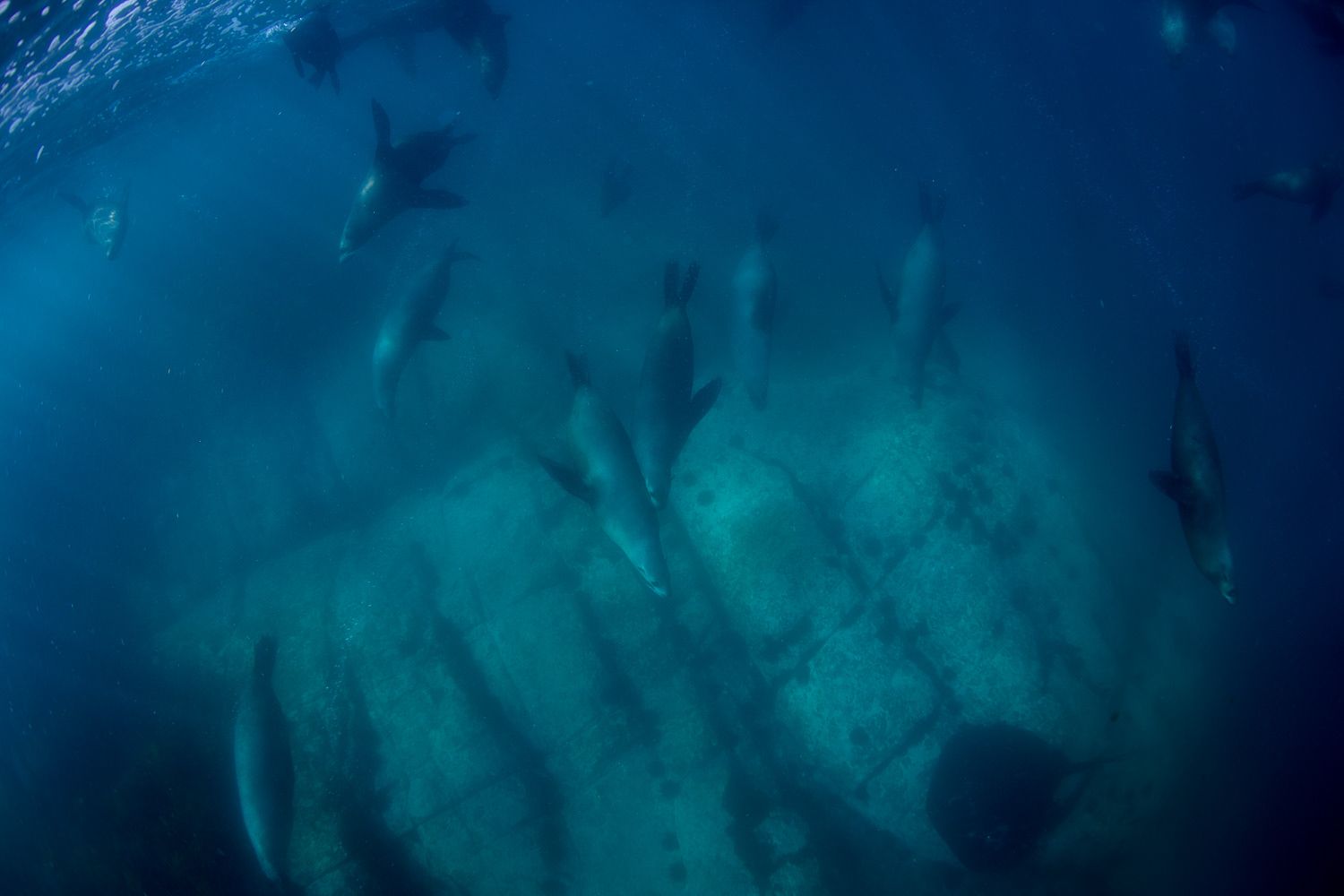 Underwater photograph of a large pod of dolphins swimming together in blue ocean water.