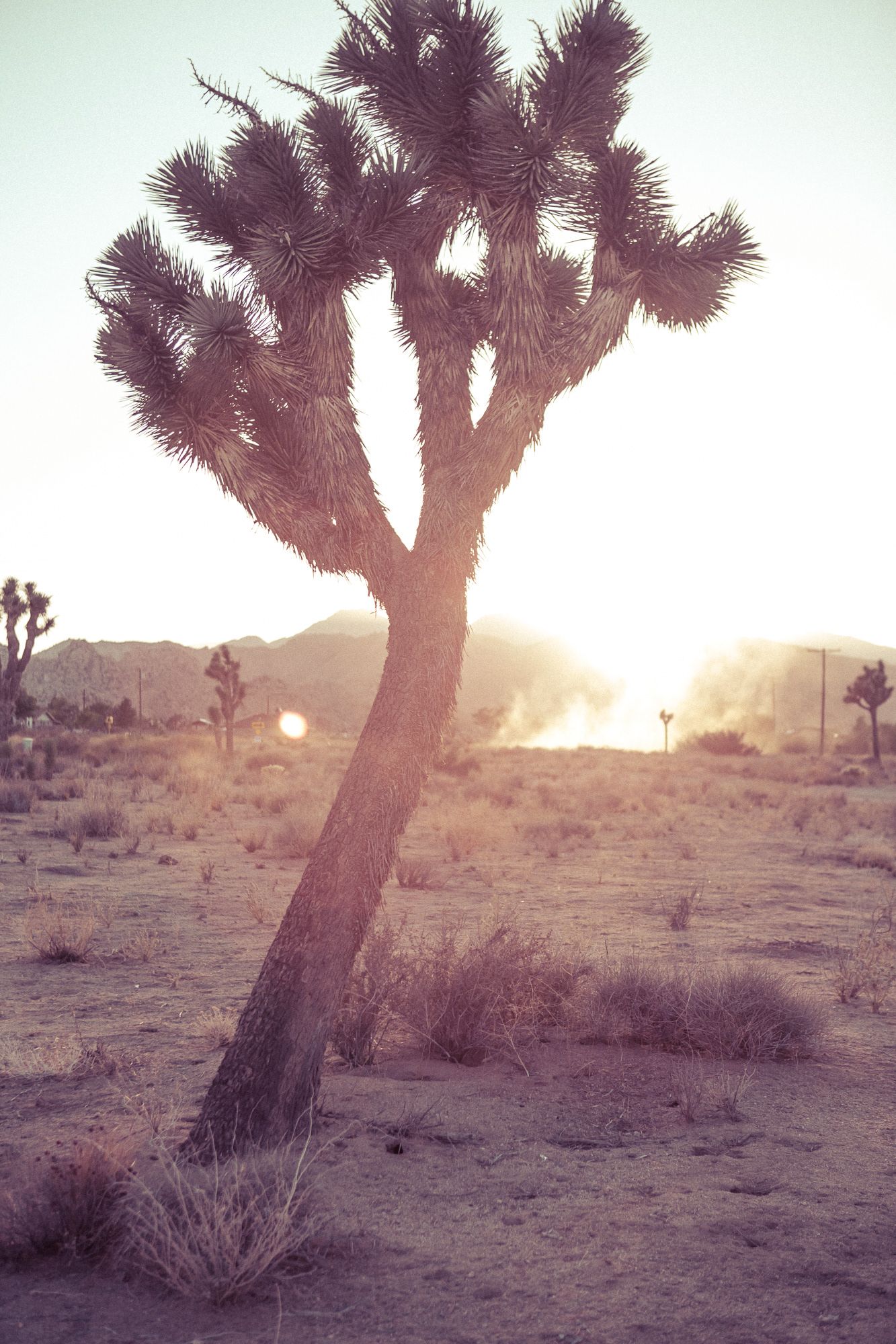Joshua tree leaning in a desert landscape at sunset with warm golden backlight in Joshua Tree National Park.
