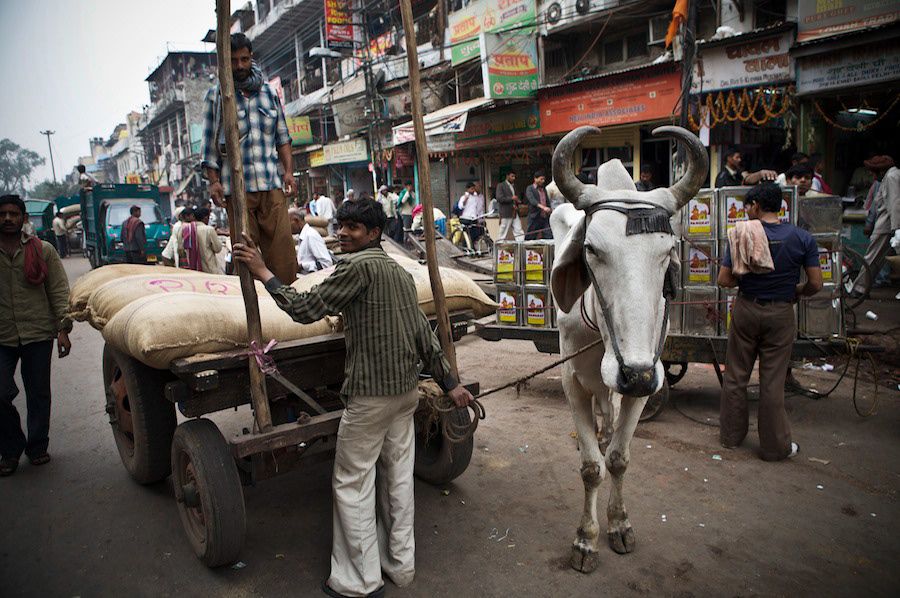 A man guides an ox-drawn cart loaded with sacks through a busy bustling street market in India.