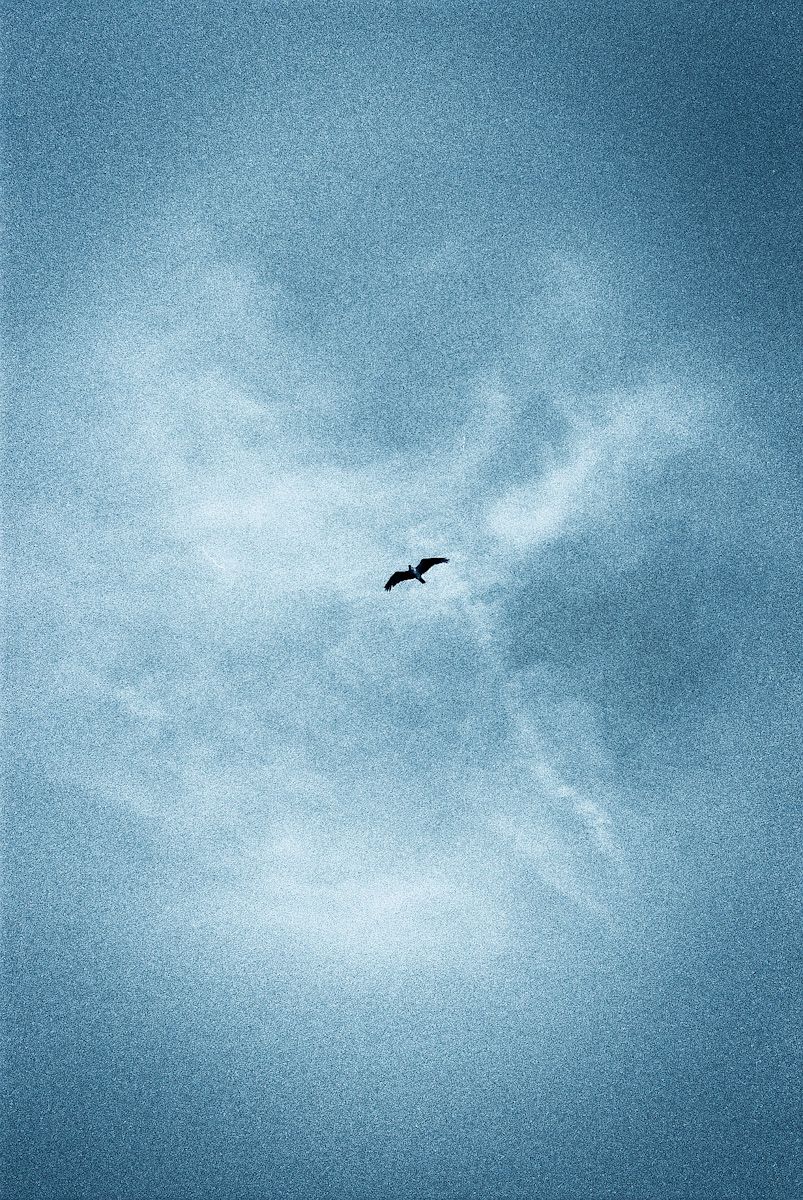 A lone bird soars through a dramatic blue cloudy sky, captured in a moody grainy film-style photograph.