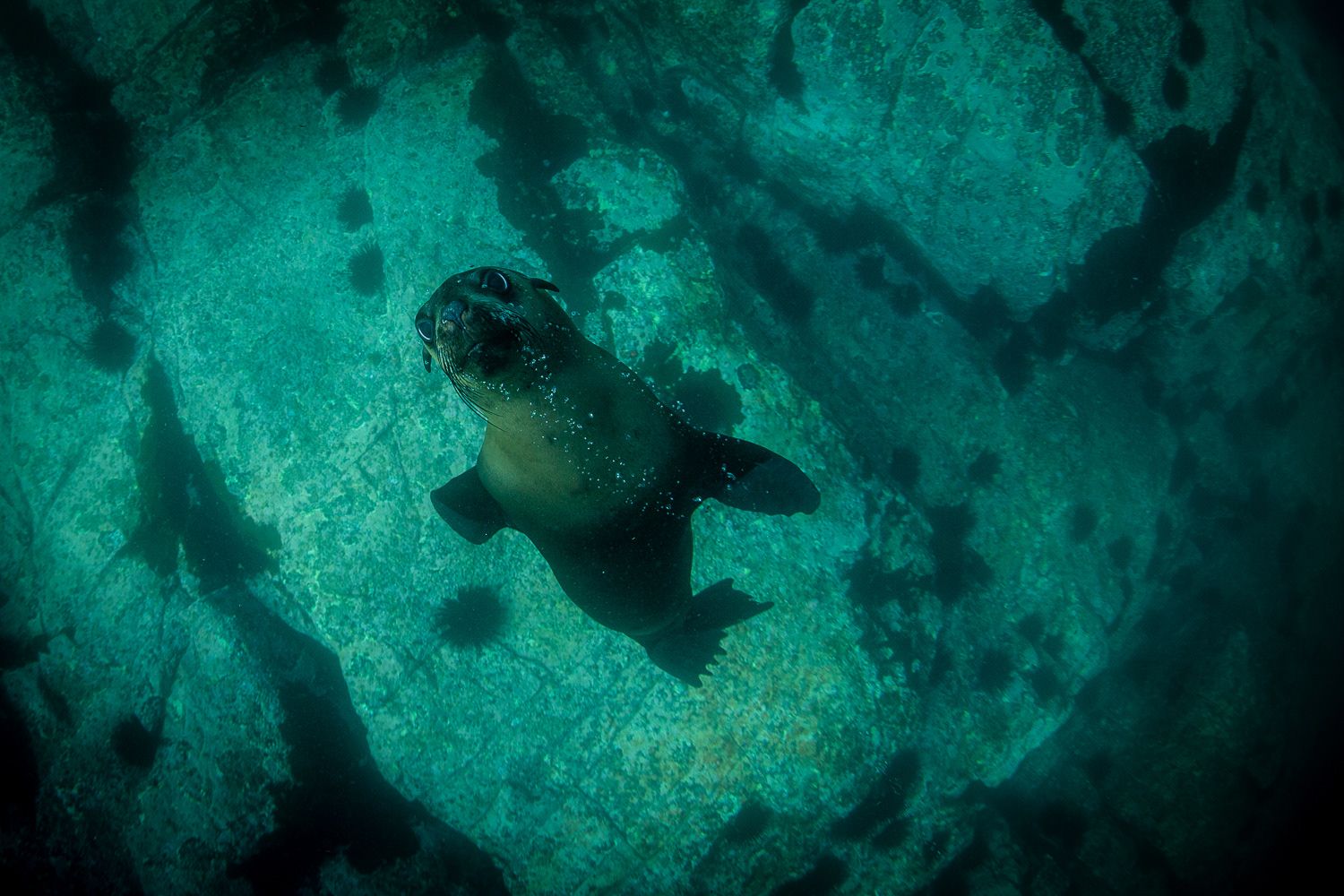 Underwater view of a sea turtle swimming above a rocky ocean floor in clear turquoise water.