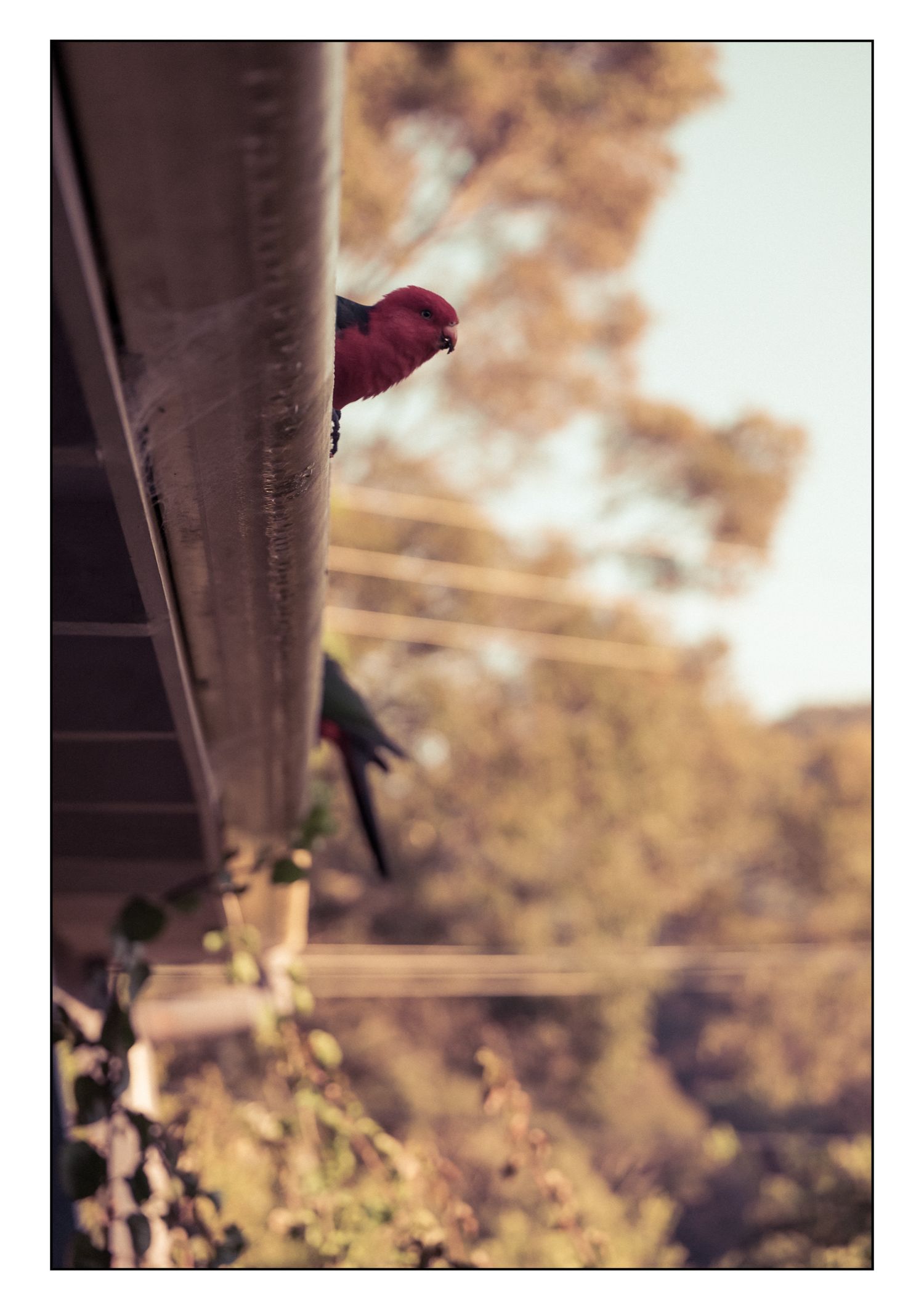 A red crimson rosella parrot perched on the edge of a rooftop gutter outdoors.