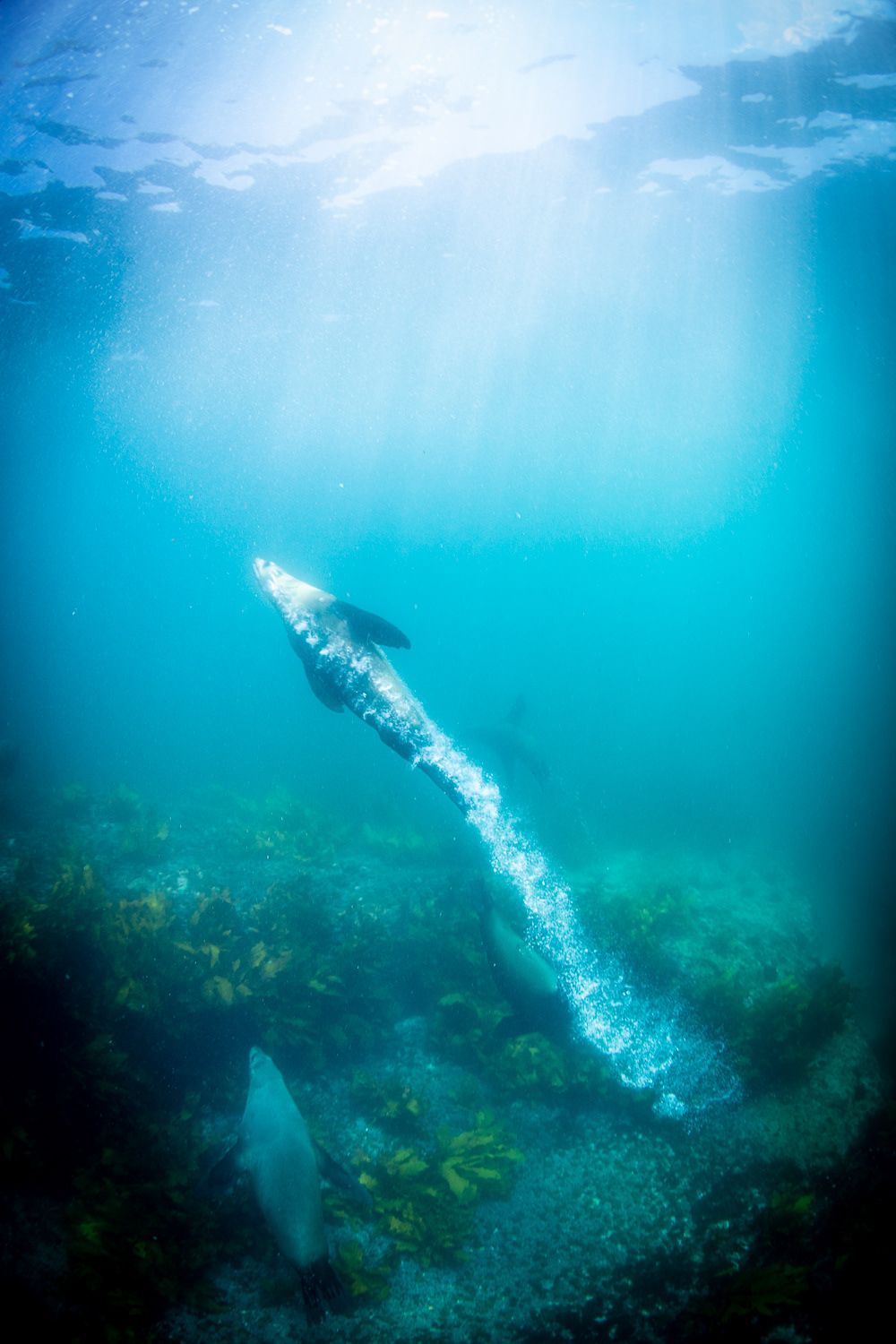 Underwater photo of seal diving through clear blue ocean water above coral reef.