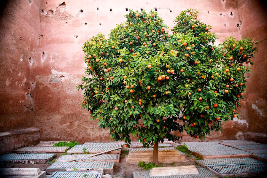 A lush orange tree laden with ripe fruit grows in a sunlit Moroccan courtyard against a weathered terracotta wall.