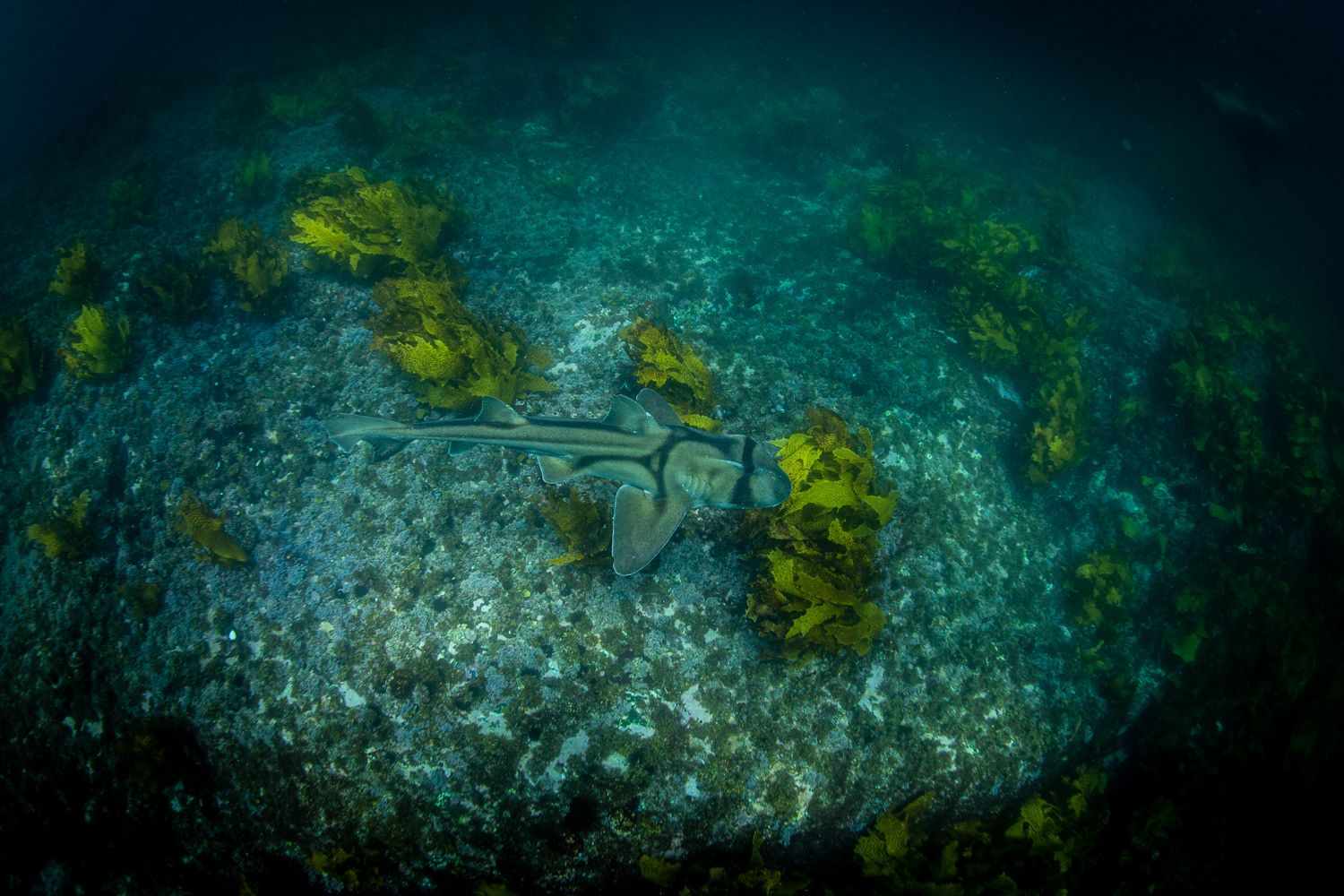 Stingray resting on rocky ocean floor surrounded by yellow kelp underwater.