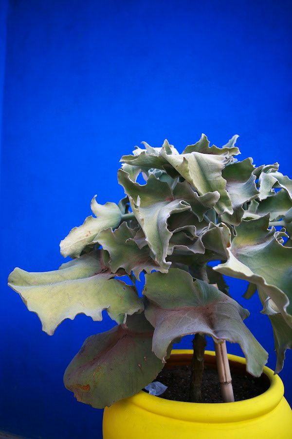 A succulent plant with wavy green leaves growing in a bright yellow pot against a vivid blue wall.