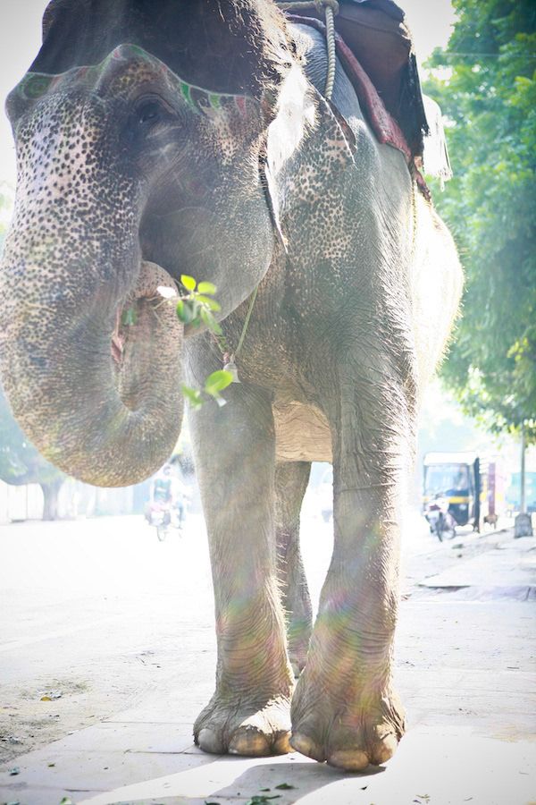 Close-up front view of a decorated elephant walking on a sunlit street in India.