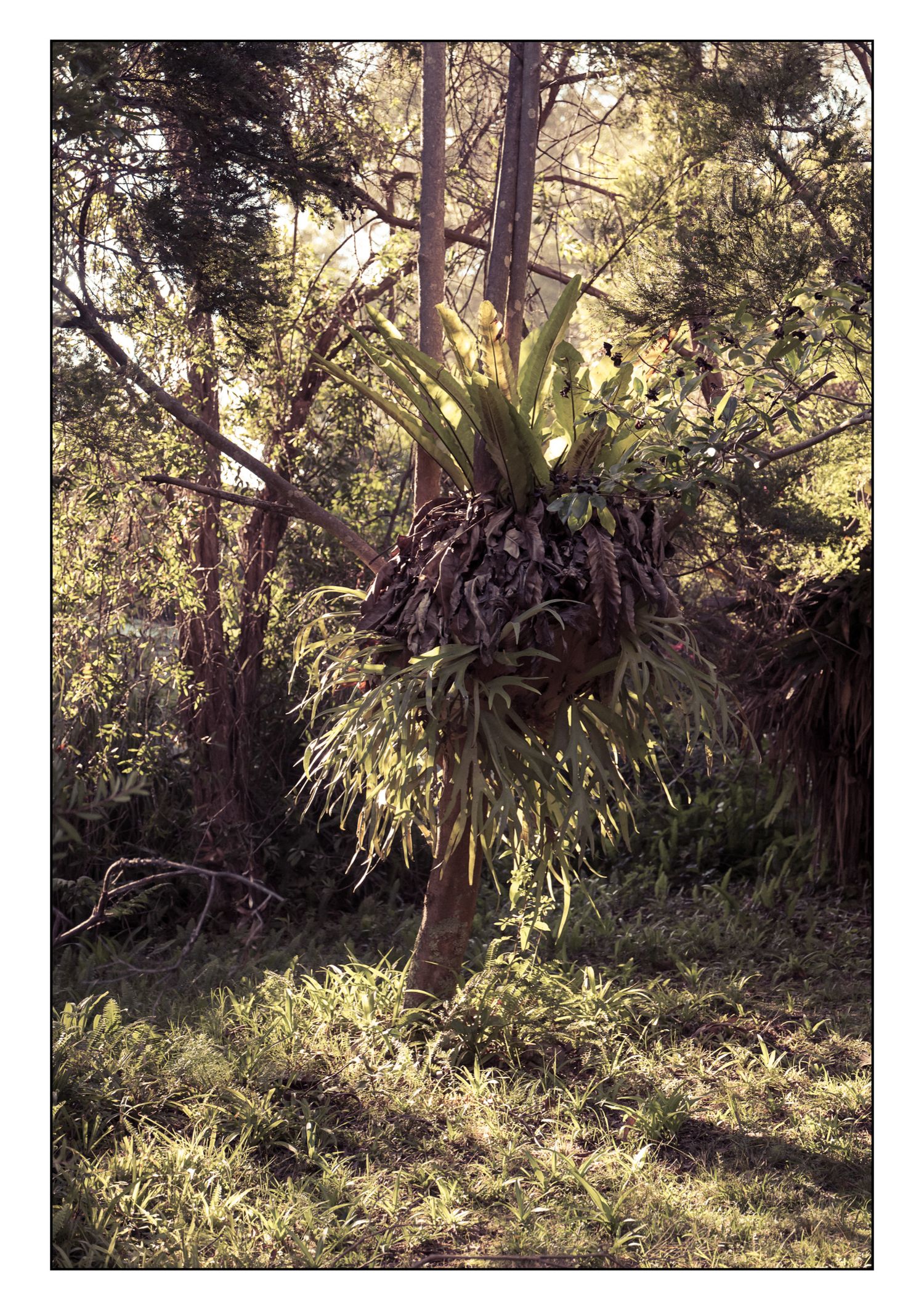 Lush bromeliad plant growing on tree trunk in dappled sunlit forest.