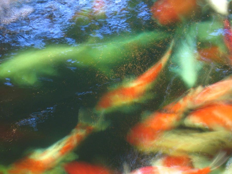 Colorful orange and green koi fish swimming gracefully beneath the shimmering surface of a garden pond.