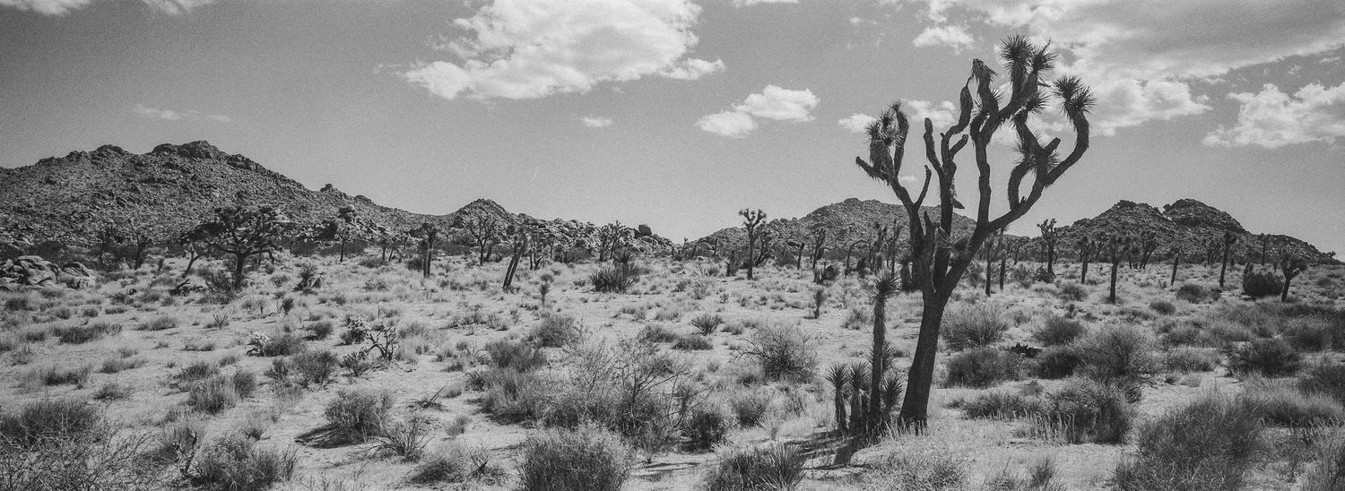 Black and white panoramic landscape of Joshua Tree desert with cacti and rocky mountains under cloudy sky.