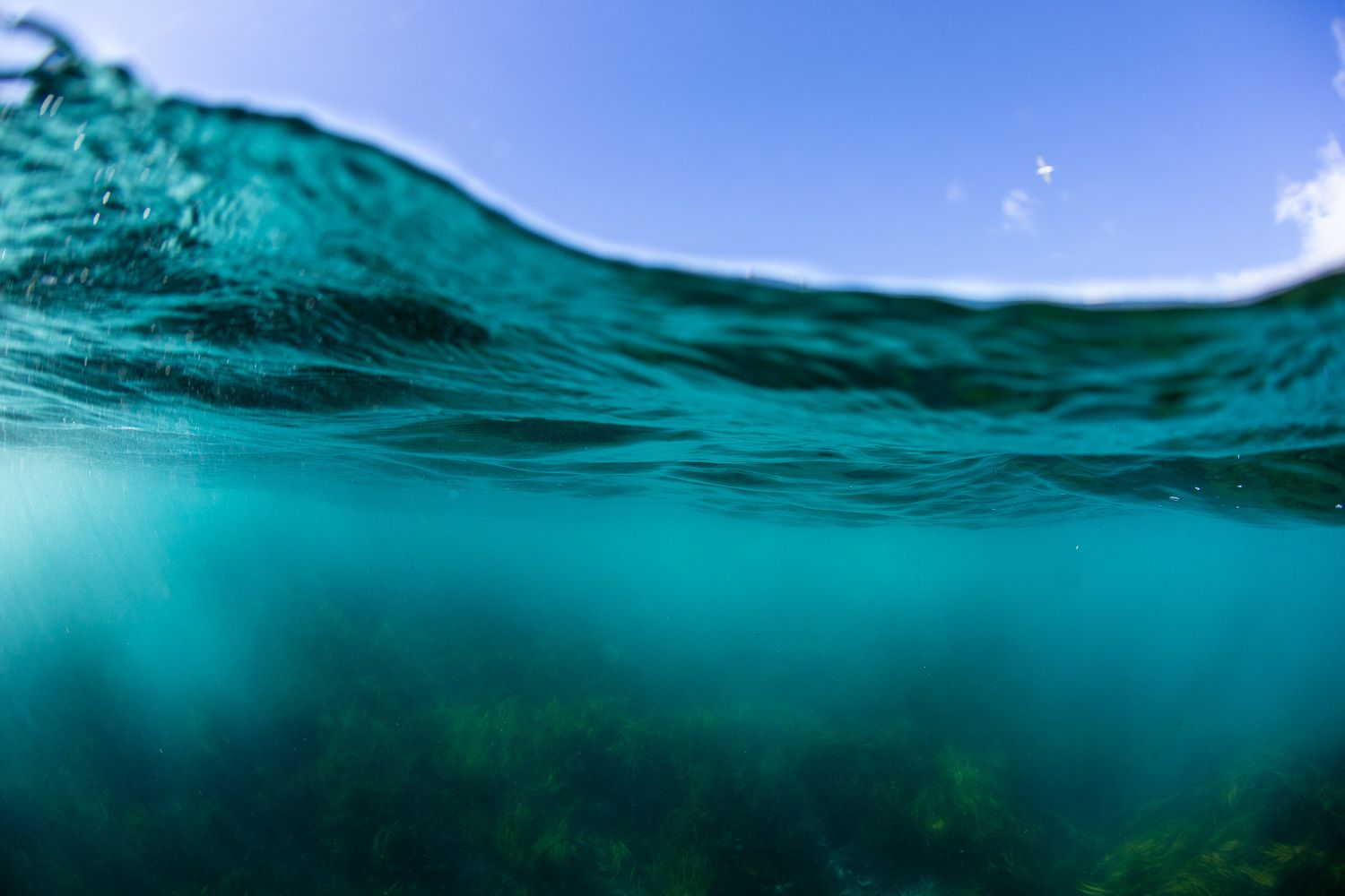 Split underwater ocean view showing turquoise water, sea plants below and blue sky above.