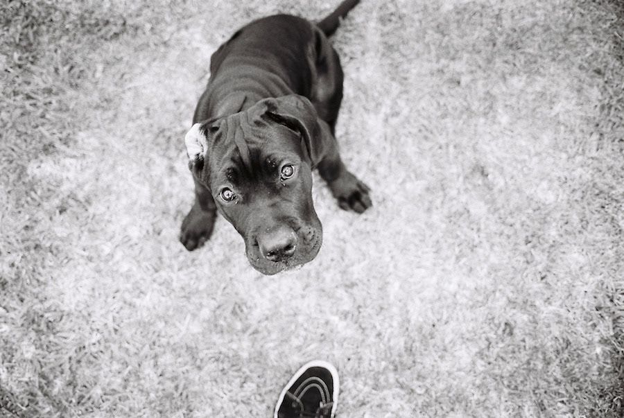 Cute black Labrador puppy looking up at camera from grassy ground.
