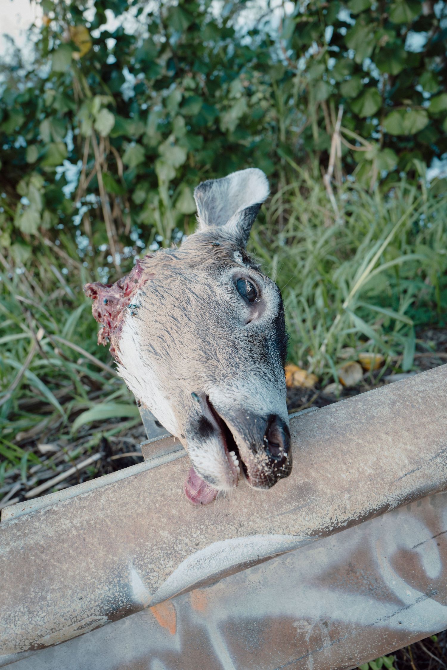 Severed animal head resting on weathered surface with green foliage in background, color photograph.