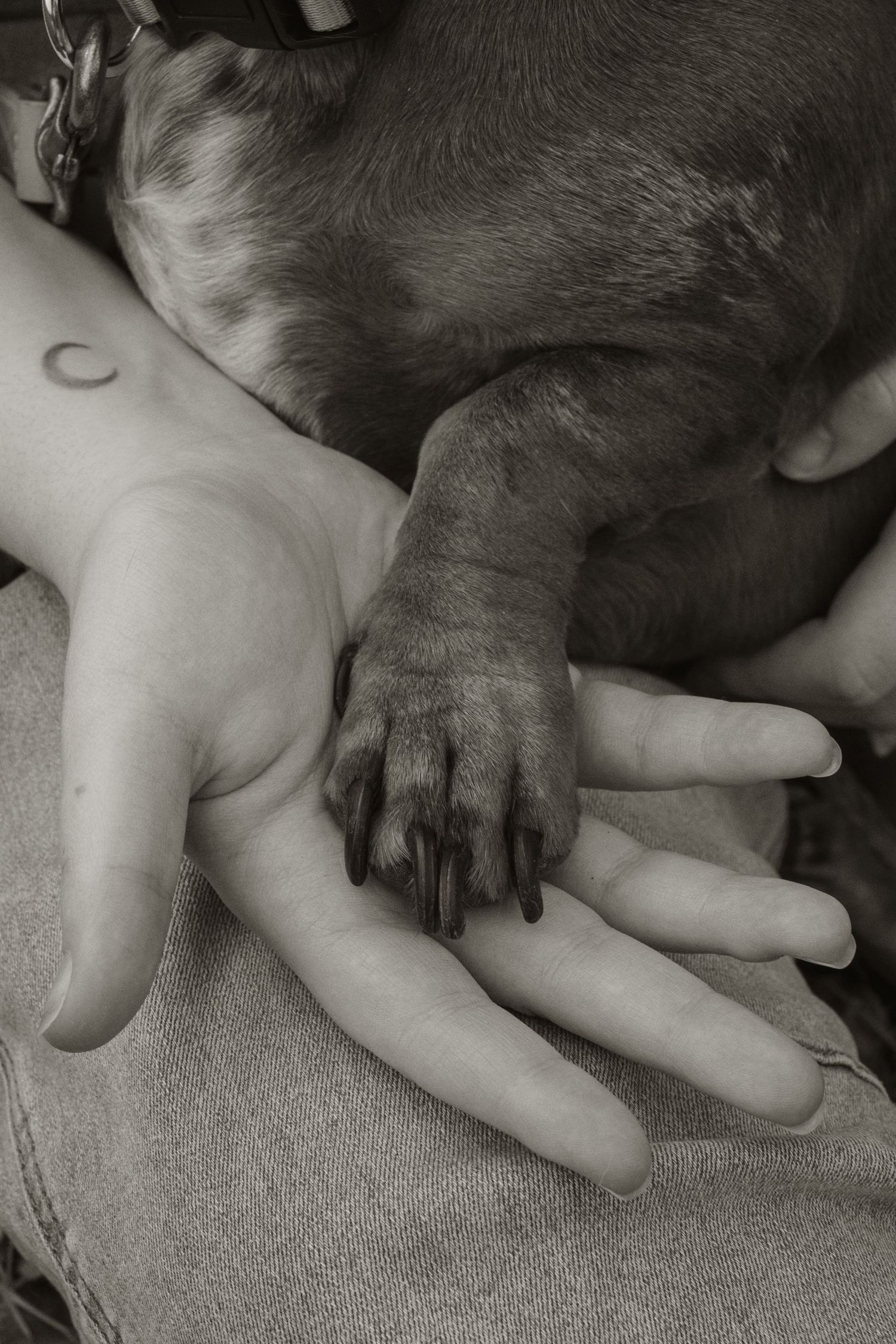 Dogs paw in owners hand, in the afternoon during a lifestyle pet photo session in the outdoors in Trafalgar, West Gippsland.