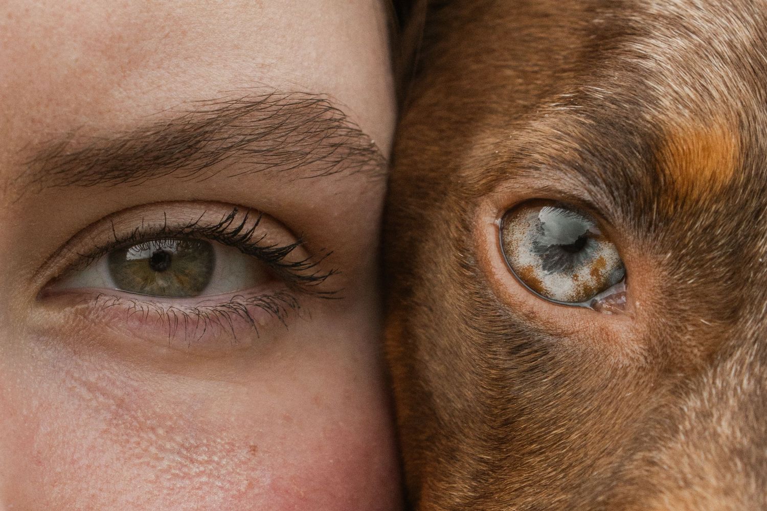 Dog and owners eyes together, in the afternoon during a lifestyle pet photo session in the outdoors in Trafalgar, West Gippsland.