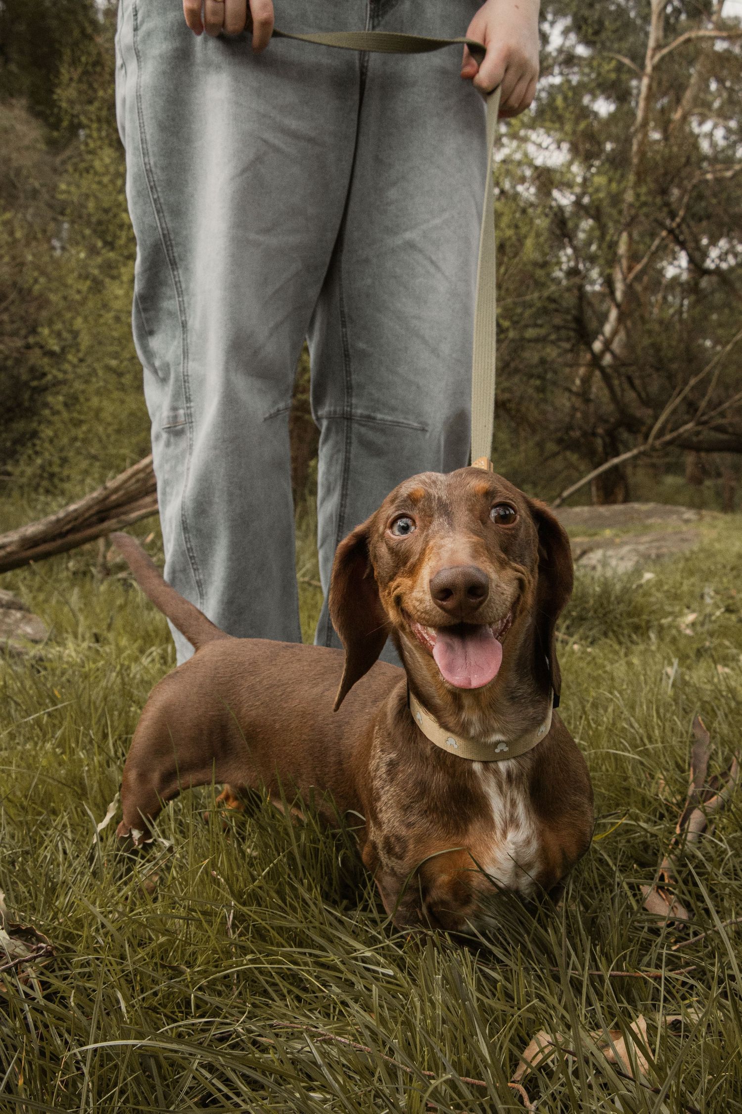 Pet dog smiling at camera, in the afternoon during a lifestyle pet photo session in the outdoors in Trafalgar, West Gippsland.