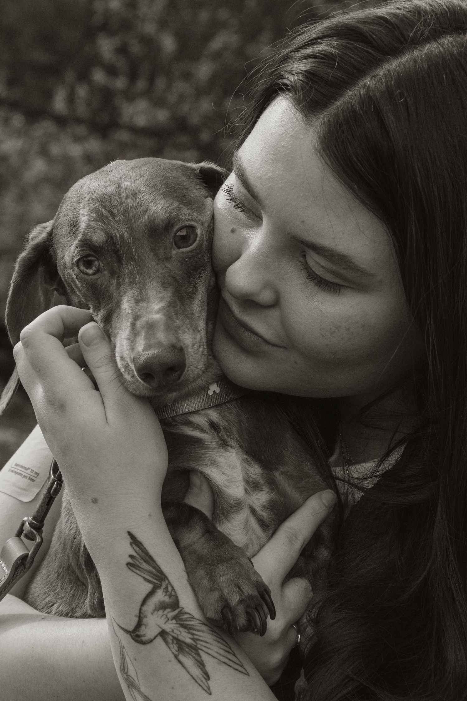 Pet owner and dog cuddling, in the afternoon during a pet photo session in the outdoors in Trafalgar, West Gippsland.