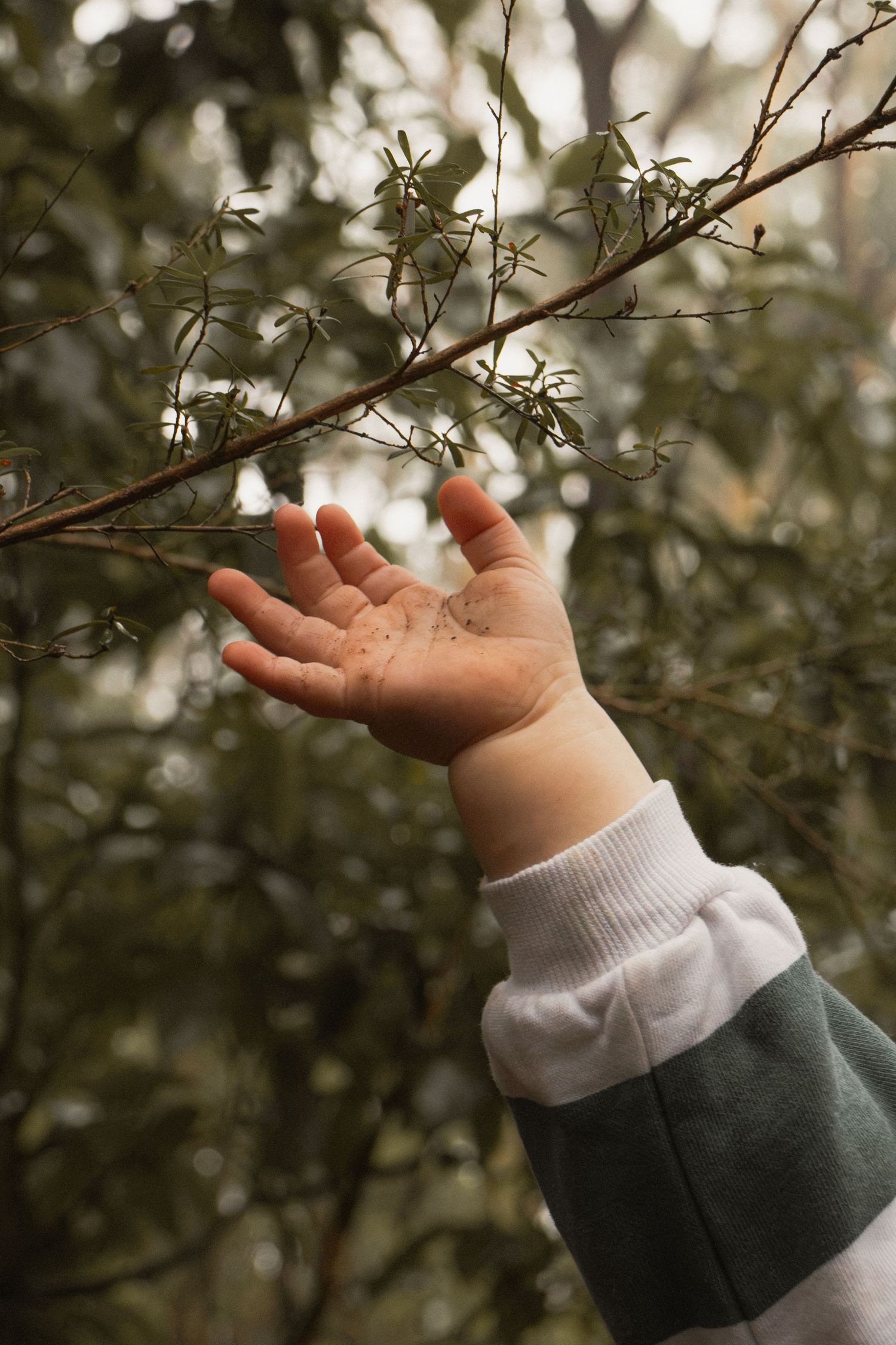 A toddler's hand exploring the outdoors, in the morning at lifestyle motherhood photo session in the outdoors in Trafalgar, West Gippsland.