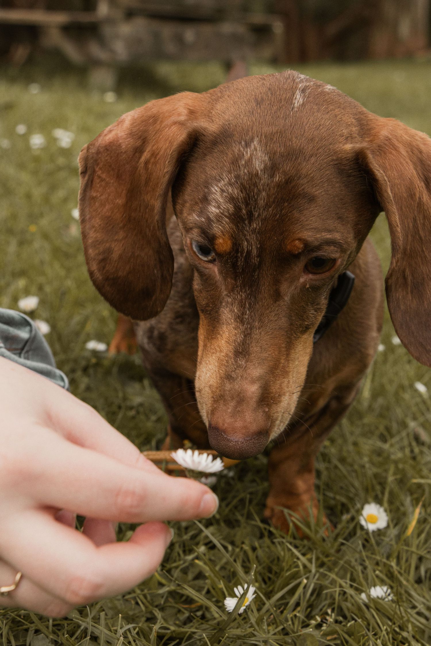 dog smelling a flower from field, in the afternoon during a lifestyle pet photo session in the outdoors in Trafalgar, West Gippsland.