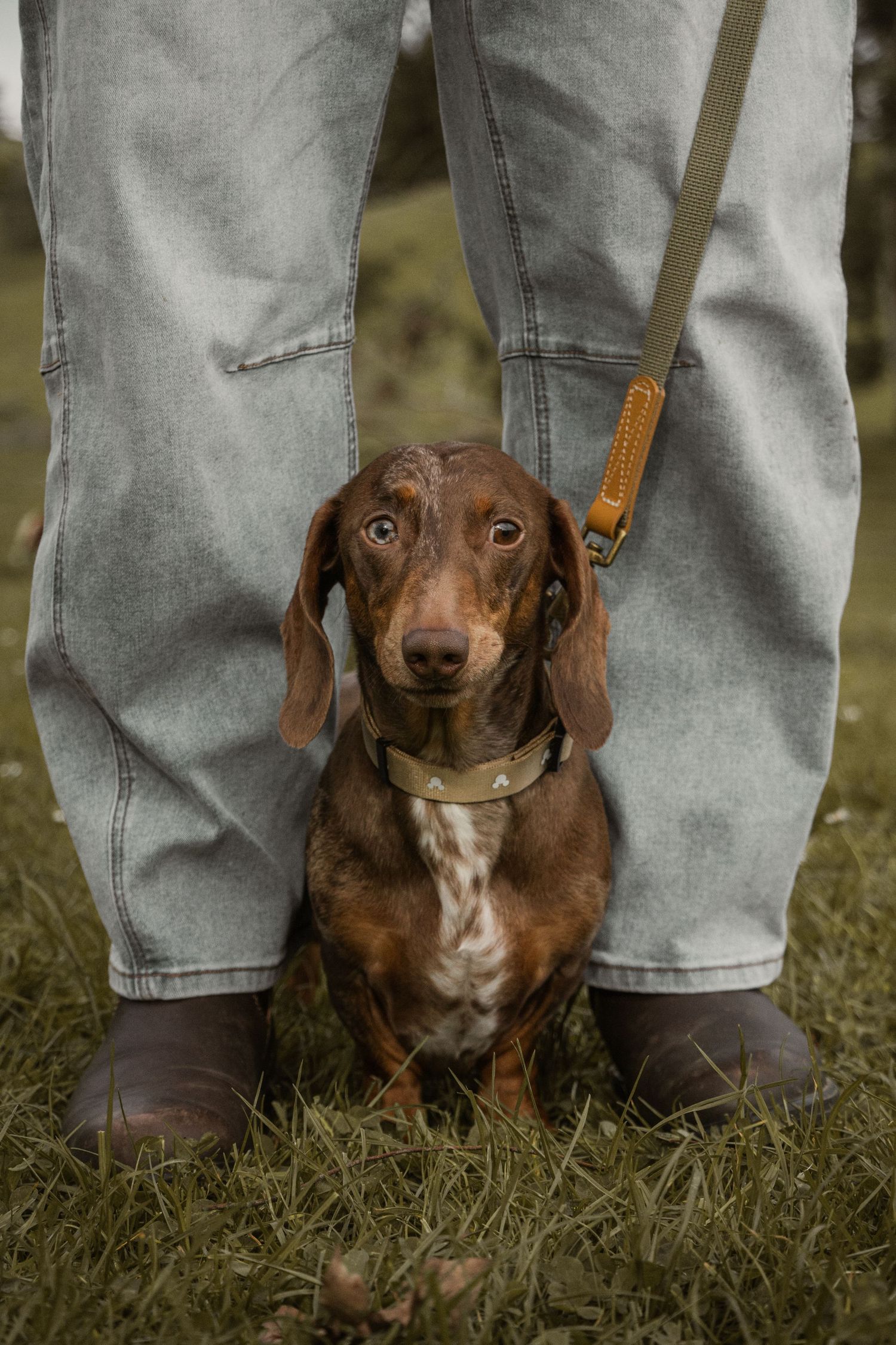 Dog sitting in between owners legs, in the afternoon during a lifestyle pet photo session in the outdoors in Trafalgar, West Gippsland.