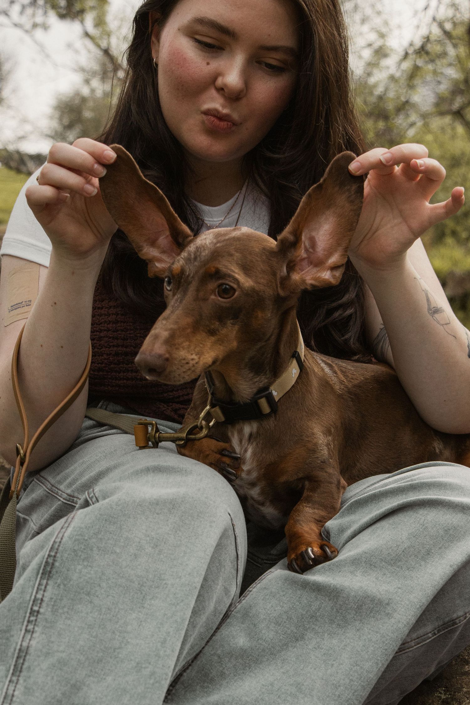 Dog owner holding dogs ears up, in the afternoon during a lifestyle pet photo session in the outdoors in Trafalgar, West Gippsland.