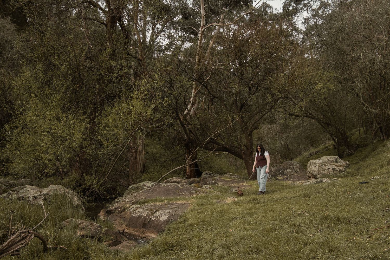 Pet owner and dog walking together, in the afternoon during a pet photo session in the outdoors in Trafalgar, West Gippsland.