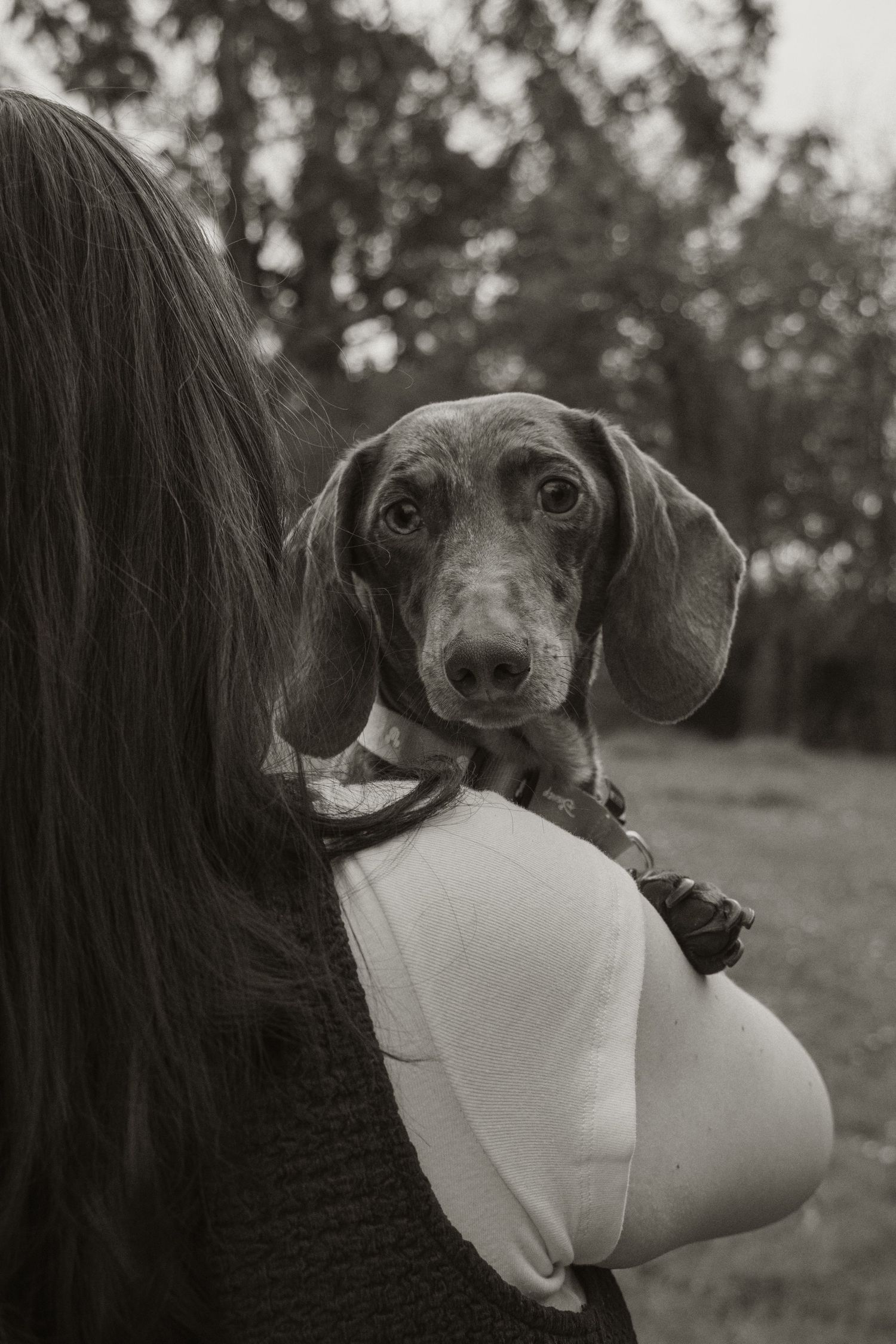 Dog looking over owners shoulder, in the afternoon during a lifestyle pet photo session in the outdoors in Trafalgar, West Gippsland.