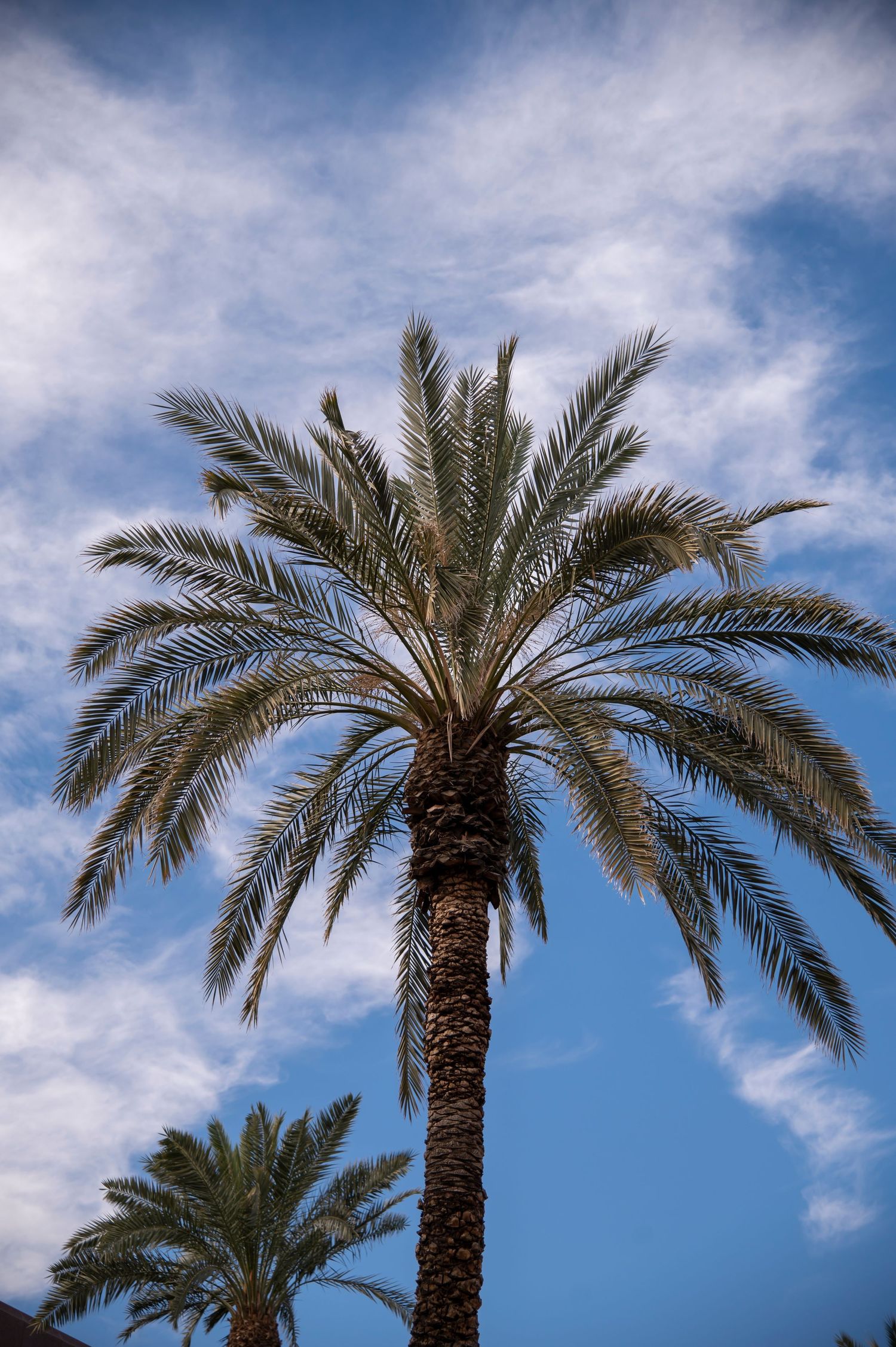 Tall palm tree with spreading fronds against bright blue sky with wispy clouds.