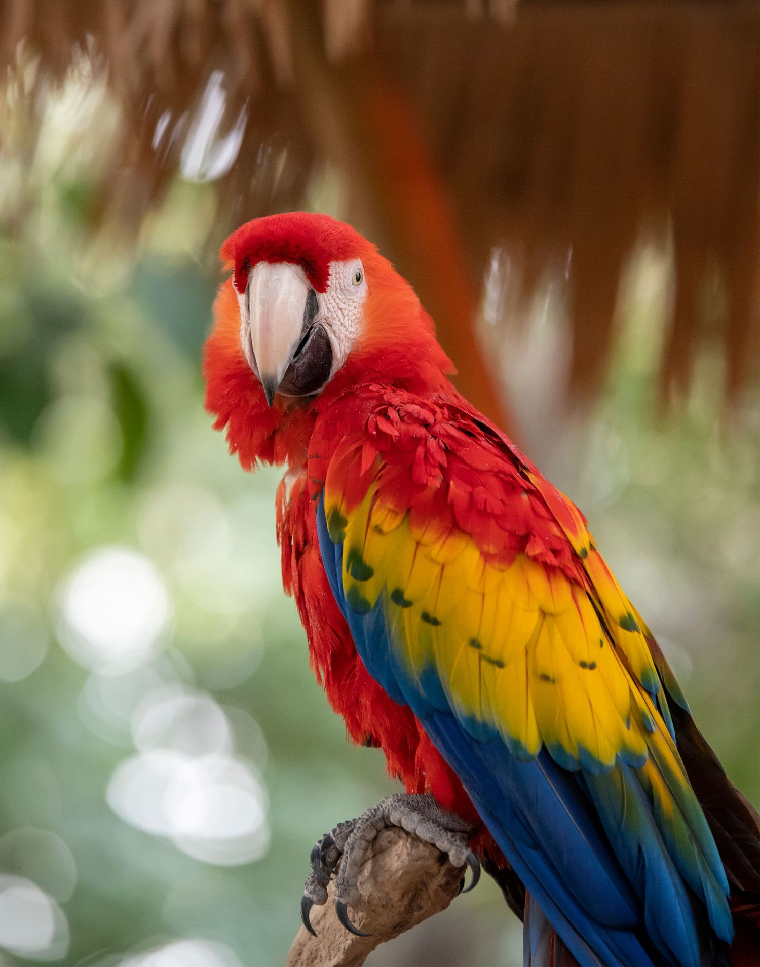 Vibrant scarlet macaw with red, yellow and blue feathers perched on a branch.