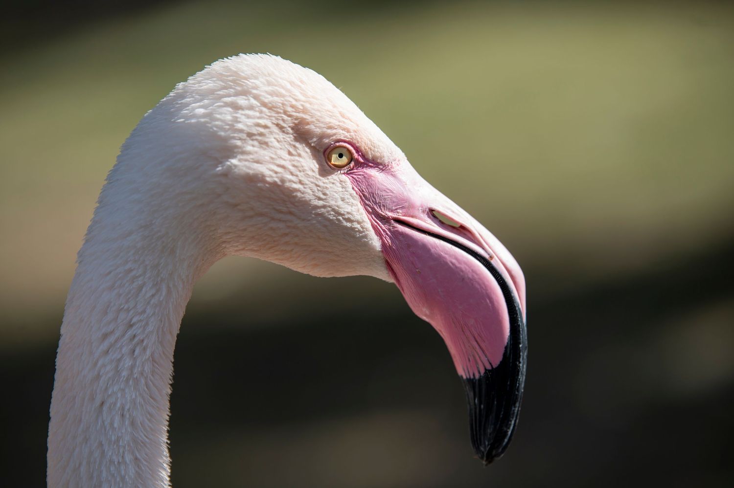 Series of close-up shots showing a white flamingo's head and curved pink beak.