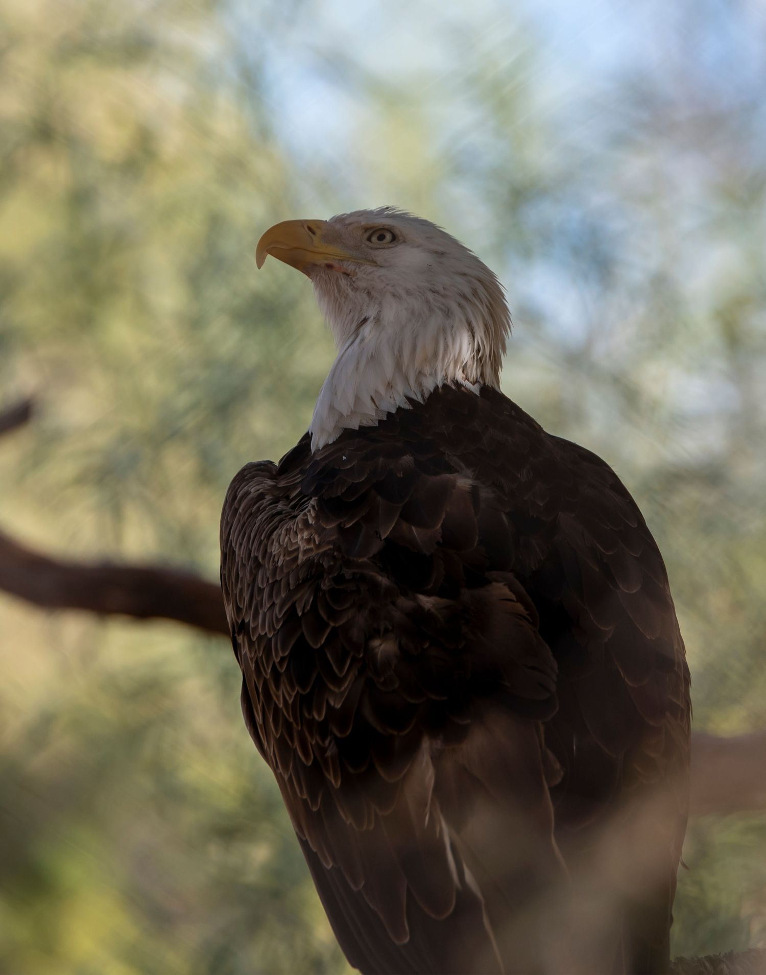 Close-up profile shots of a majestic bald eagle's head and beak against a blurred natural background.