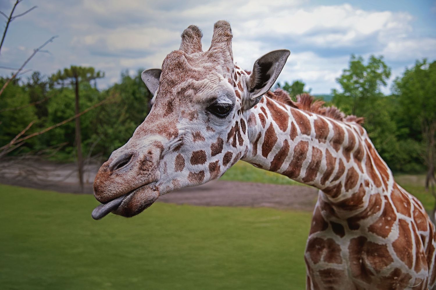 Series of close-up shots showing a giraffe's head and distinctive spotted pattern against a natural background.