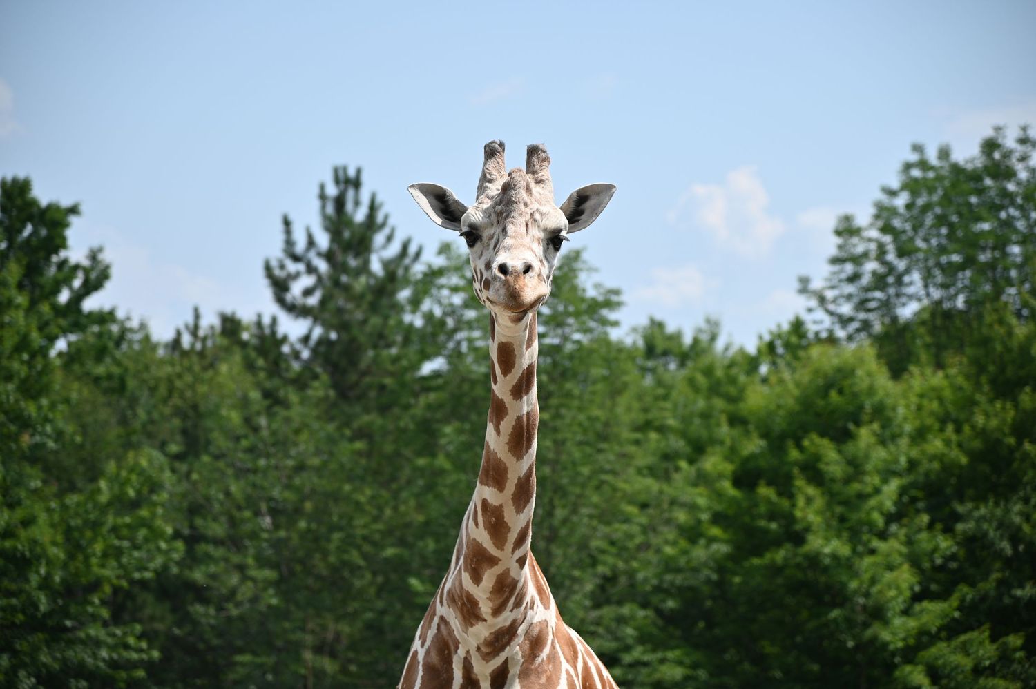 Sequence of giraffe heads against blue sky and green trees showing their distinctive spotted pattern.
