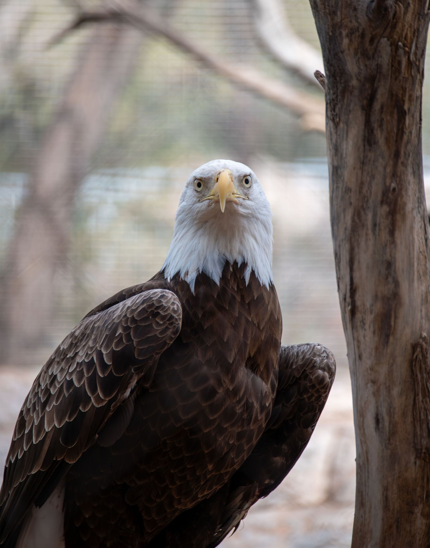 Multiple angles of a bald eagle perched among tree branches, showcasing its distinctive features.