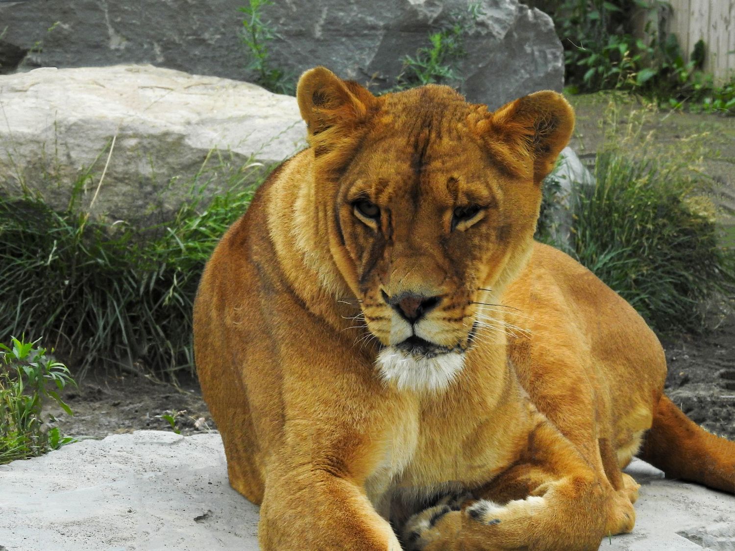 Majestic lioness resting on rocks in natural habitat displaying regal profile.