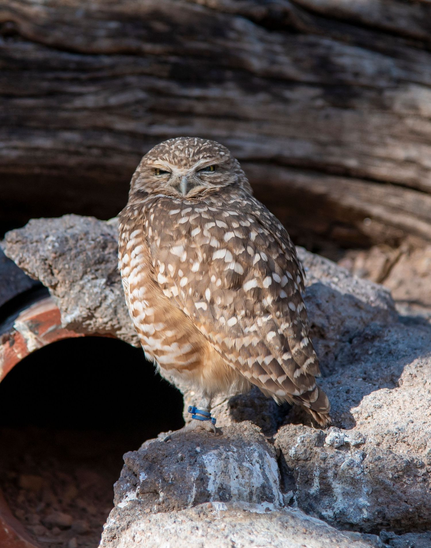 Spotted burrowing owl standing on rocky terrain near a dark hollow.