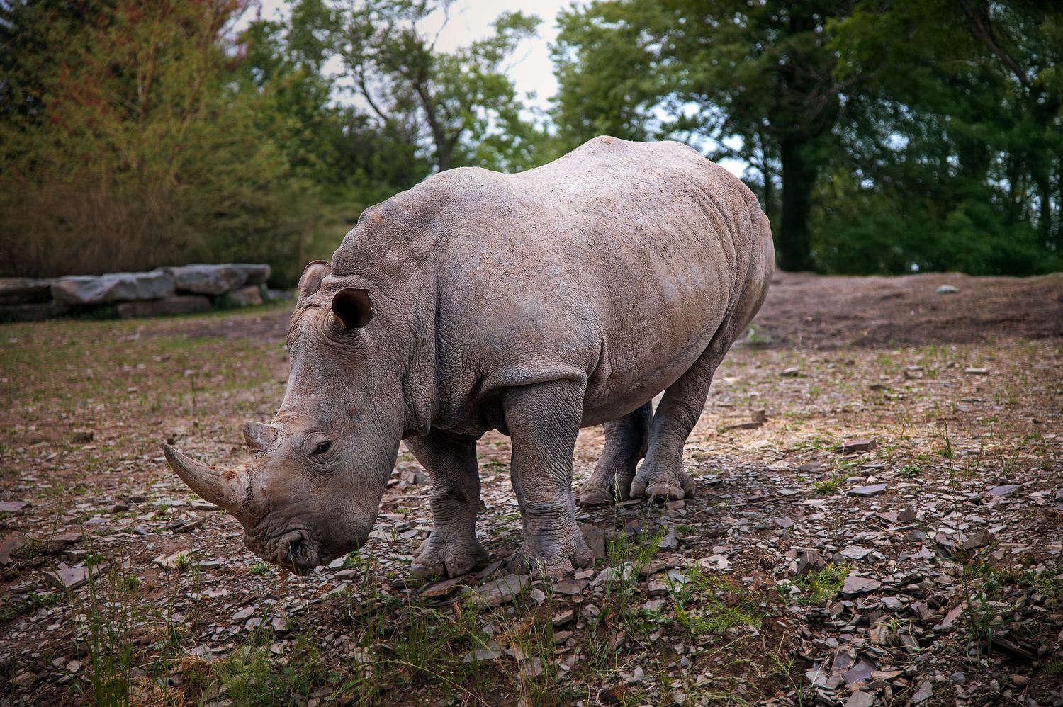 Group of white rhinoceros resting on dry ground surrounded by vegetation.