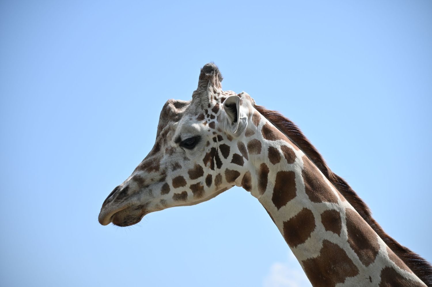 Close-up profile views of a giraffe's head and long neck showing detailed spotted pattern.