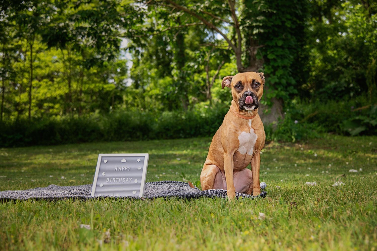 Brown boxer dog sitting on grassy lawn in outdoor setting.